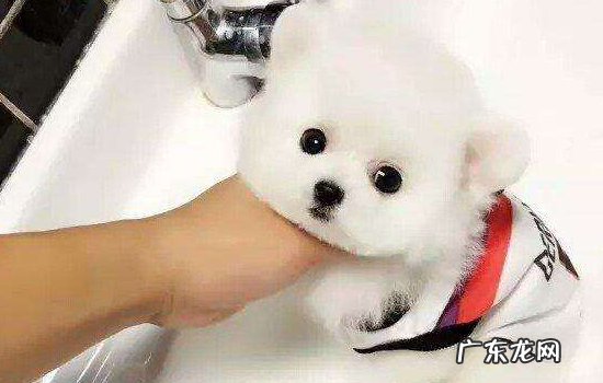 6个月小狗还会得细小嘛 怎么知道狗狗是否健康