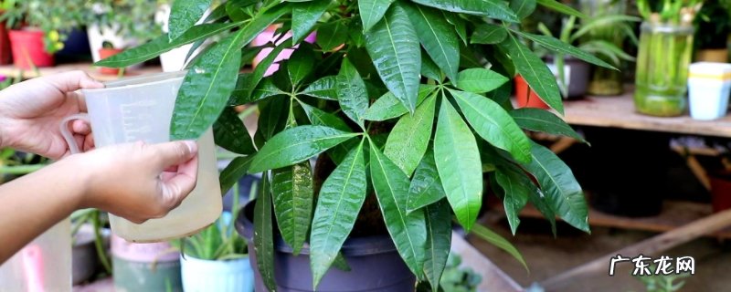 发财树到了秋天叶子变黄掉落属于正常吗? 秋天发财树叶子发黄掉落怎么办
