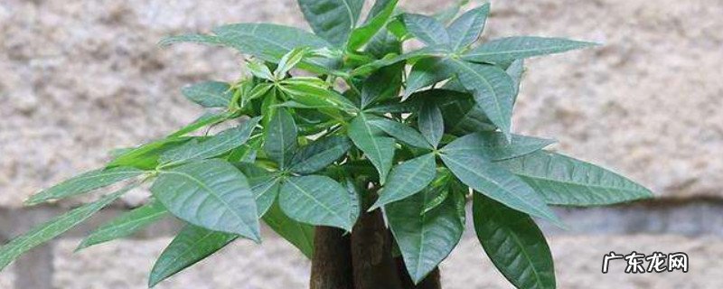 发财树的叶发黄了怎么办 发财树怎么养叶子黄了怎么办