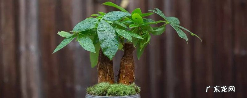 养发财树用大盆好还是小盆好 发财树用高盆还是矮盆