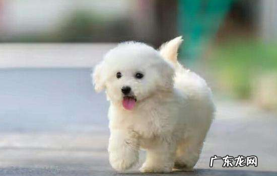 狗狗心疼主人的4种表现 夫妻养狗狗把谁当主人