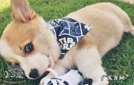 狗狗驱虫药品牌对比