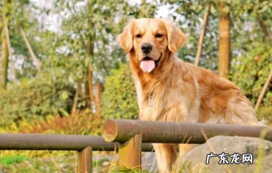 狗闻蚊香液会不会中毒 狗狗能闻电蚊香液吗