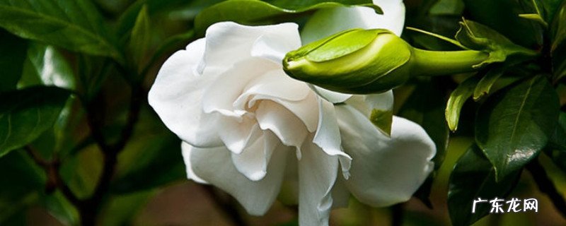 栀子花冬天能剪枝条嘛 栀子花立秋以后能剪枝吗