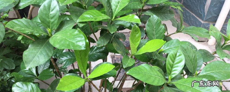 栀子花怎样修剪 枙子花秋季如何修枝