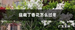 盆栽丁香花怎么过冬，冬天丁香花的叶子会掉光吗,盆栽丁香花怎么修剪？