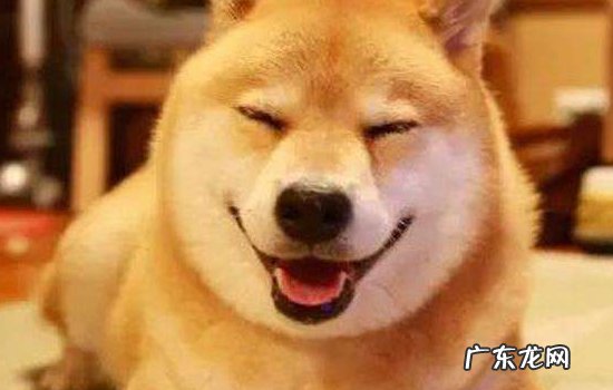 柴犬抱脸配方