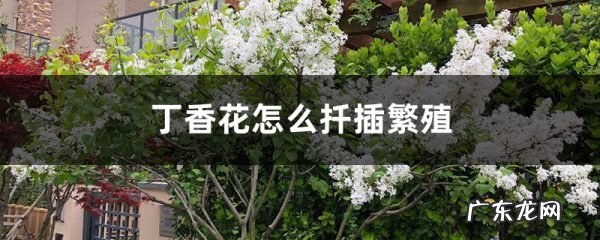 丁香花怎么扦插繁殖,丁香花扦插的时间,茶花扦插生根最快方法?