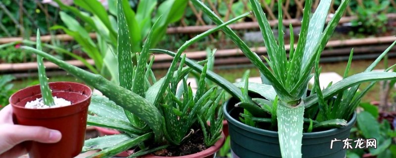 芦荟的养殖方法和注意事项 – 养殖日记 芦荟养殖方法和注意事项盆栽