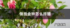 倒挂金钟怎么扦插，几月份扦插,倒挂金钟可以水扦插吗？