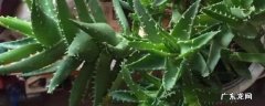 芦荟怎样分株移栽 芦荟怎么分株移栽