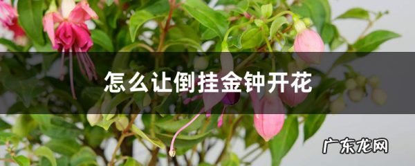 怎么让倒挂金钟开花,开完花怎么办,倒挂金钟小苗多久开花?
