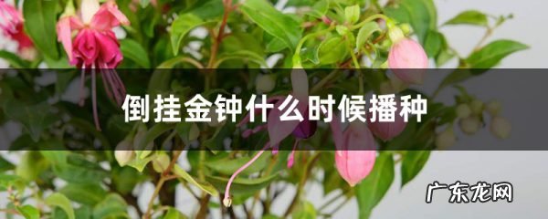 倒挂金钟什么时候播种,怎么催芽,倒挂金钟播种多久开花?