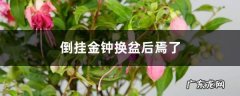 倒挂金钟换盆后焉了的原因,倒挂金钟换盆后焉了？