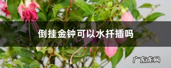倒挂金钟可以水扦插吗,扦插生根最快方法？