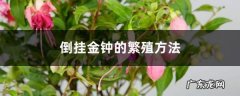 倒挂金钟的繁殖方法,倒挂金钟扦插方法简单？