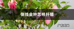 倒挂金钟怎样扦插,倒挂金钟剪光了只剩根？