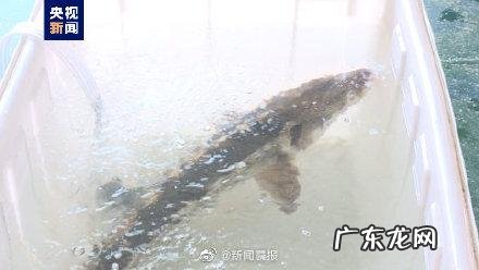那可能是最后一次发现它 长江鲟现身洞庭湖