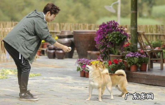 小h是什么品种的柴犬