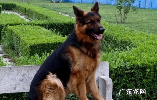 德牧纯种和不纯种有什么区别 小德牧怎么看纯不纯种