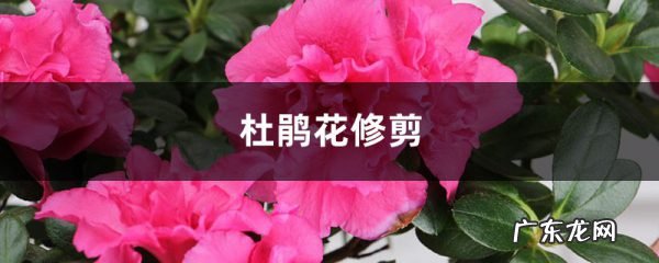 杜鹃花怎么修剪,杜鹃花黑斑病图片？