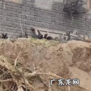 三只兔子七个月繁殖近百只 男子捡到3只兔子7个月繁殖近百只
