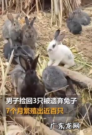 三只兔子七个月繁殖近百只 男子捡到3只兔子7个月繁殖近百只