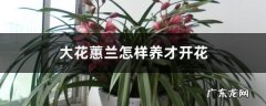大花蕙兰怎样养才开花,大花蕙兰几月出花芽几月开花？