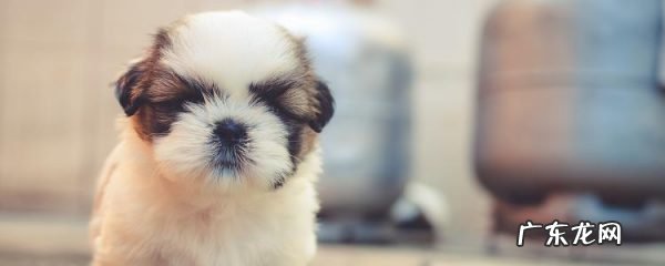 狗狗吃了煮熟的玉米芯 狗能吃玉米棒芯吗