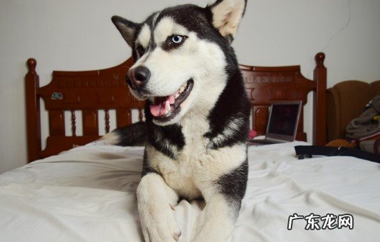 白毛狗狗发黄洗白妙招 狗狗染色教程