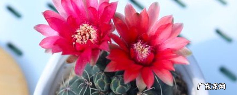 绯花玉的花期 绯花玉寿命是几年