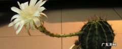 盆栽仙人球的养殖方法和注意事项 开花仙人球的养殖方法和注意事项