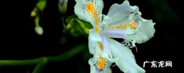 独占春怎么浇水,独占春？