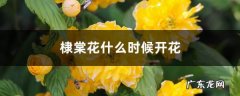 棣棠花什么时候开花,棣棠花耐寒多少度？