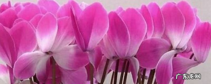 仙克兰花的介绍 仙克兰花的养殖方法