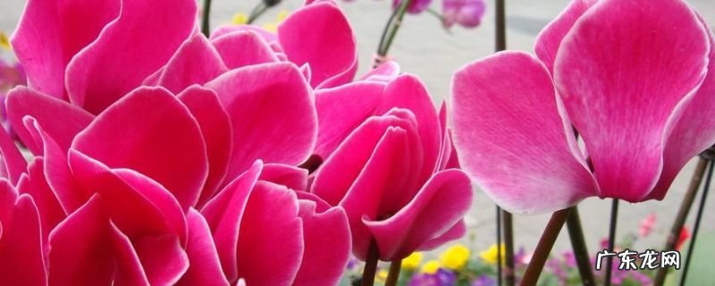 仙客来开花能照阳光吗 仙客来开花的时候可以晒太阳吗