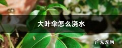 大叶伞怎么浇水,幸福树茎杆腐烂怎么办？