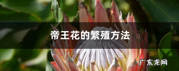 帝王花的繁殖方法,帝王花鲜切花怎么养护?