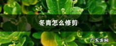 冬青怎么修剪,家里种冬青不吉利？