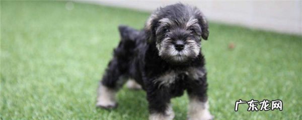 大胡子狗是什么品种 大胡子狗叫什么