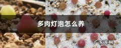 多肉灯泡怎么养，几年开花？能长多大？,多肉灯泡几年开花？