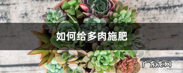 多肉施肥方法,用什么肥好,多肉专用肥料有哪些?