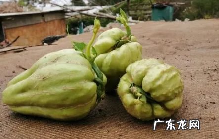 佛手瓜发黄是坏了吗,佛手瓜有点黄能吃吗?