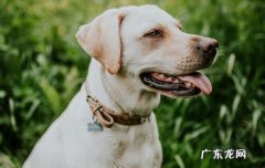 狗狗换牙齿有什么症状 狗狗换牙齿吗