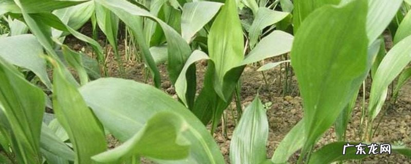 一叶兰可以在室外过冬吗 一叶兰可以放在室外吗