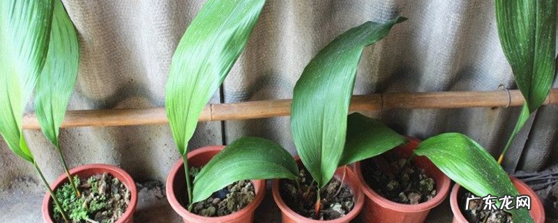兰花在开花期可以换盆吗 一叶兰开花吗啥时换盆