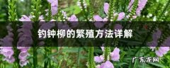 钓钟柳的繁殖方法详解,钓钟柳图片？