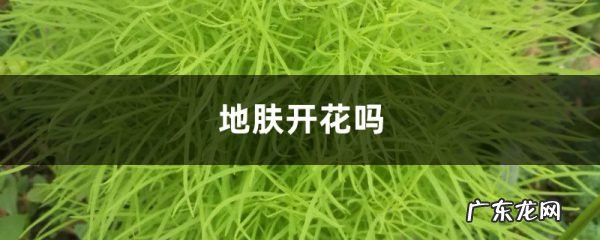 地肤开花吗,常年爆盆的花?