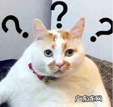 竟连这种魔性舞蹈也能驾驭 minnie音中横板直拍