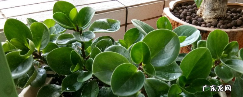 豆瓣绿怎样养才能更粗壮 豆瓣绿怎么养才能更旺盛